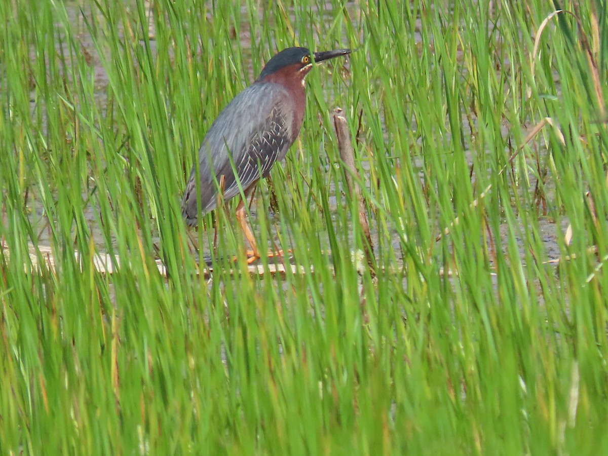 Green Heron - ML647660754