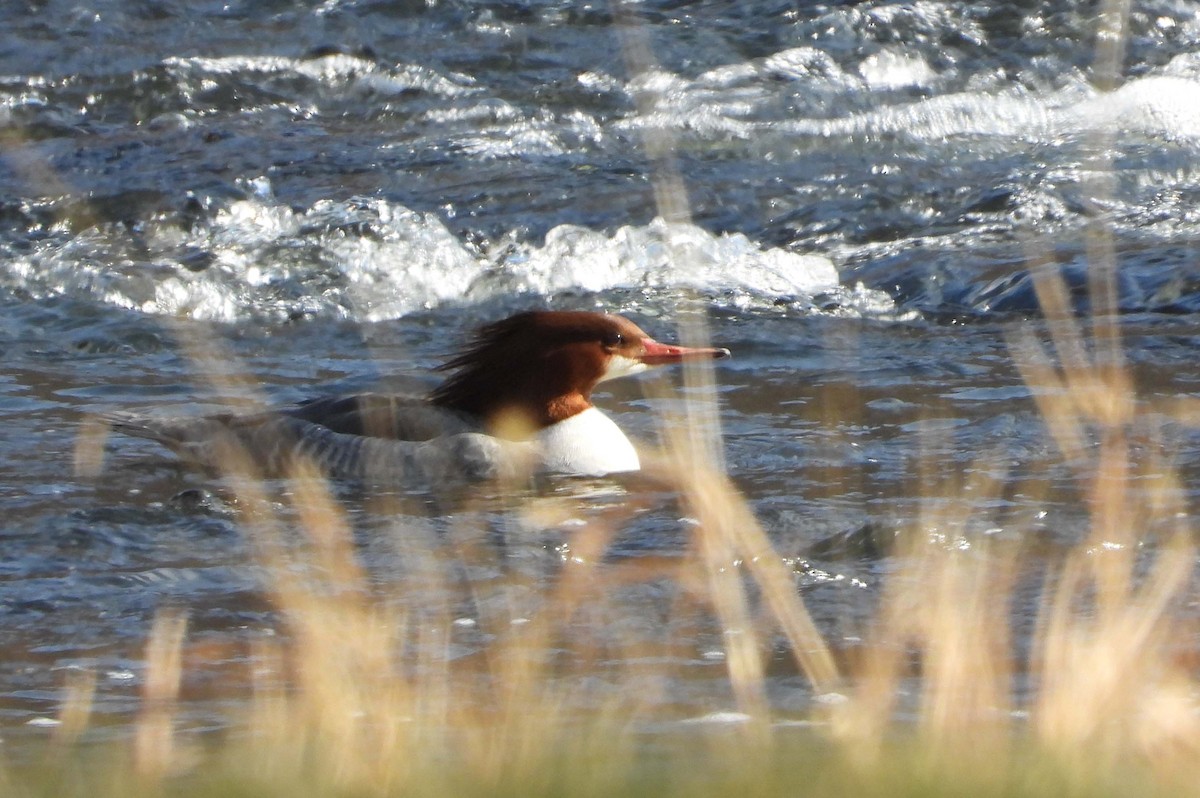 Common Merganser - ML647660762