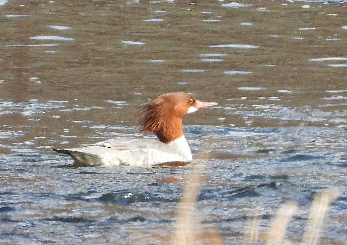 Common Merganser - ML647660763