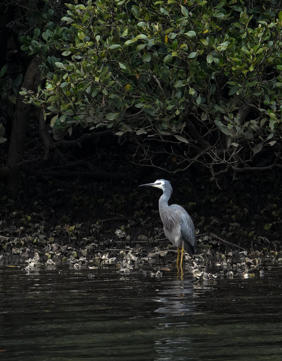 White-faced Heron - ML647660769