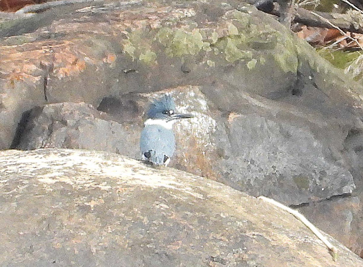 Belted Kingfisher - ML647660774