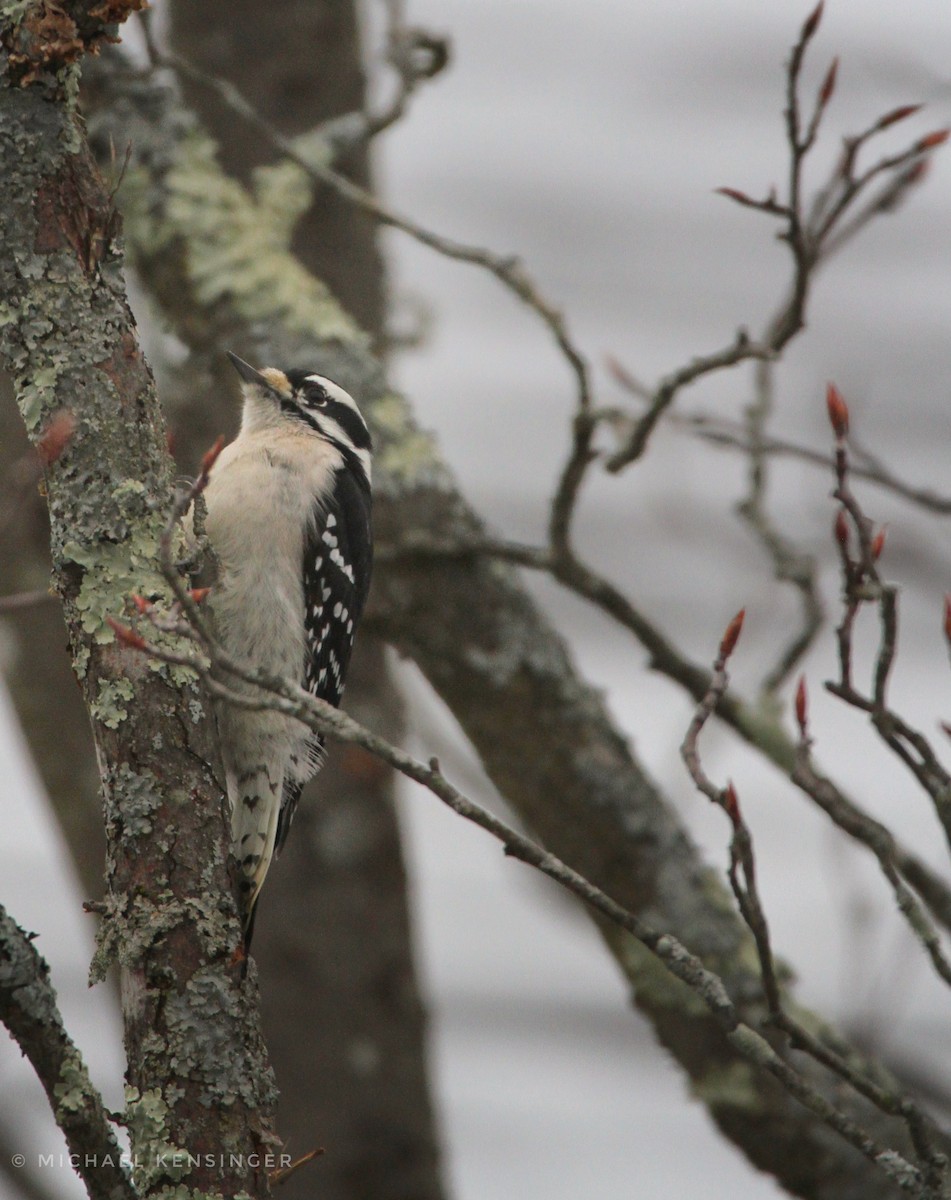 Downy Woodpecker - ML647660798
