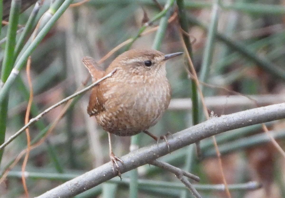 Winter Wren - ML647660800