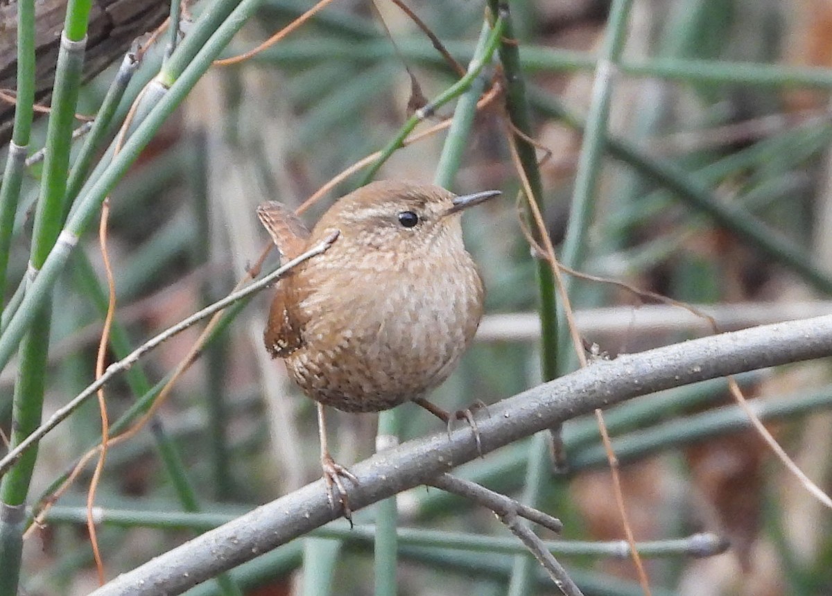 Winter Wren - ML647660801