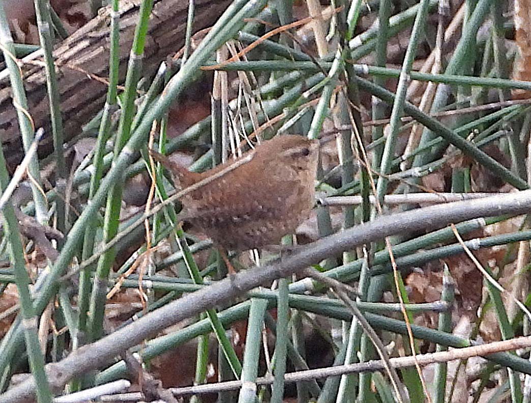 Winter Wren - ML647660802