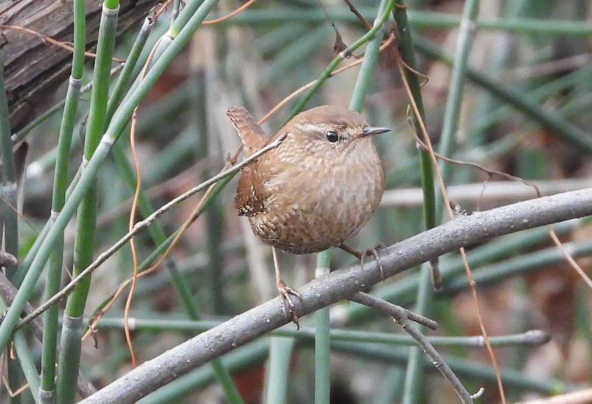 Winter Wren - ML647660803