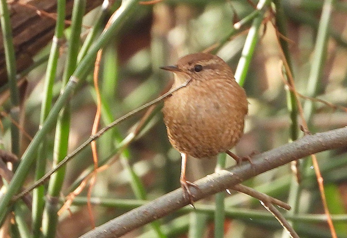 Winter Wren - ML647660804