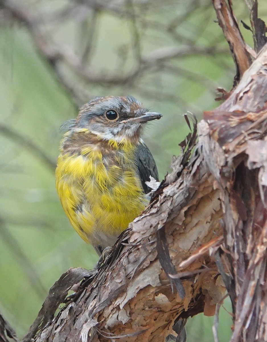 lejsčík žlutý - ML647660816