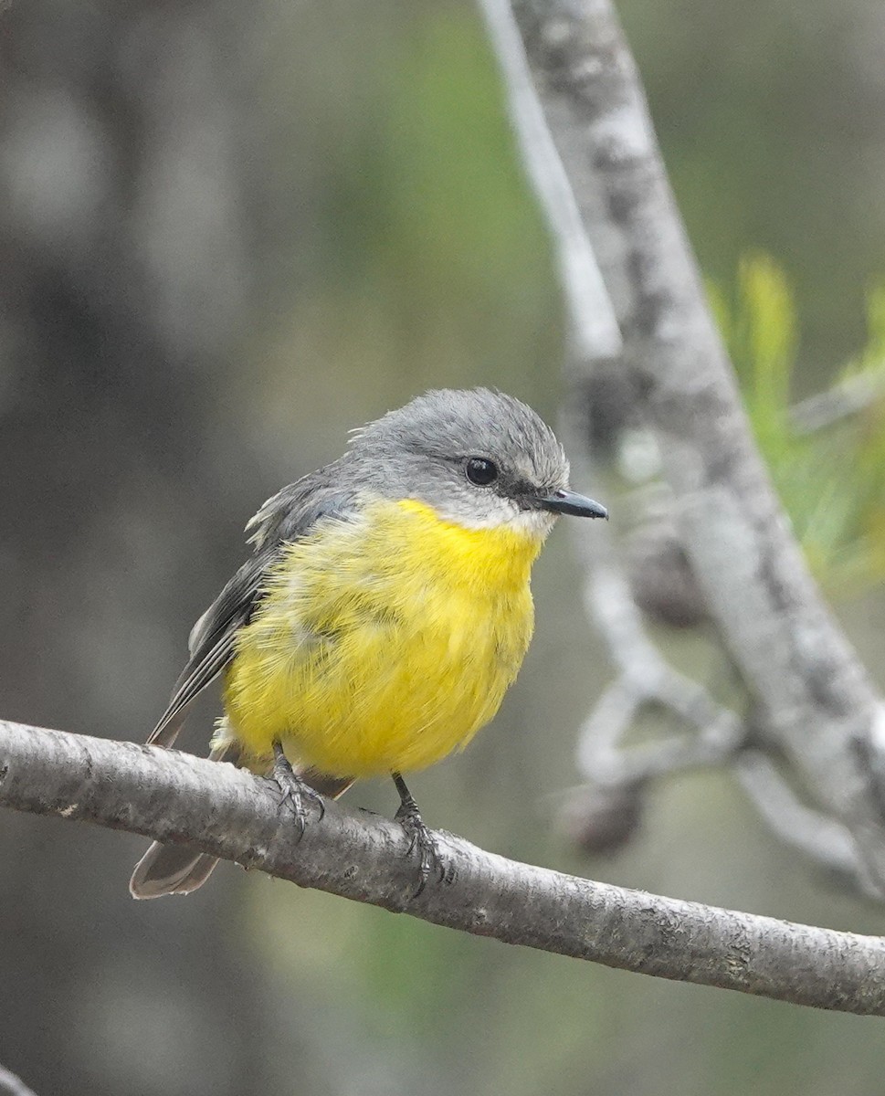 lejsčík žlutý - ML647660817