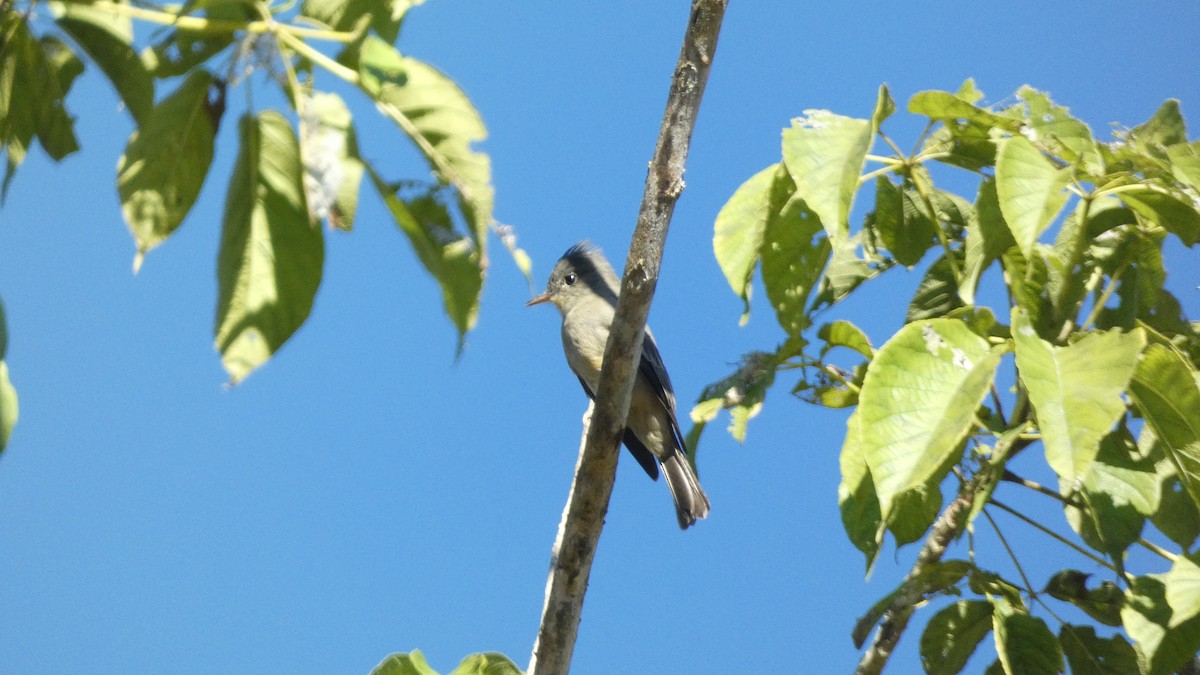 Greater Pewee - ML647660826