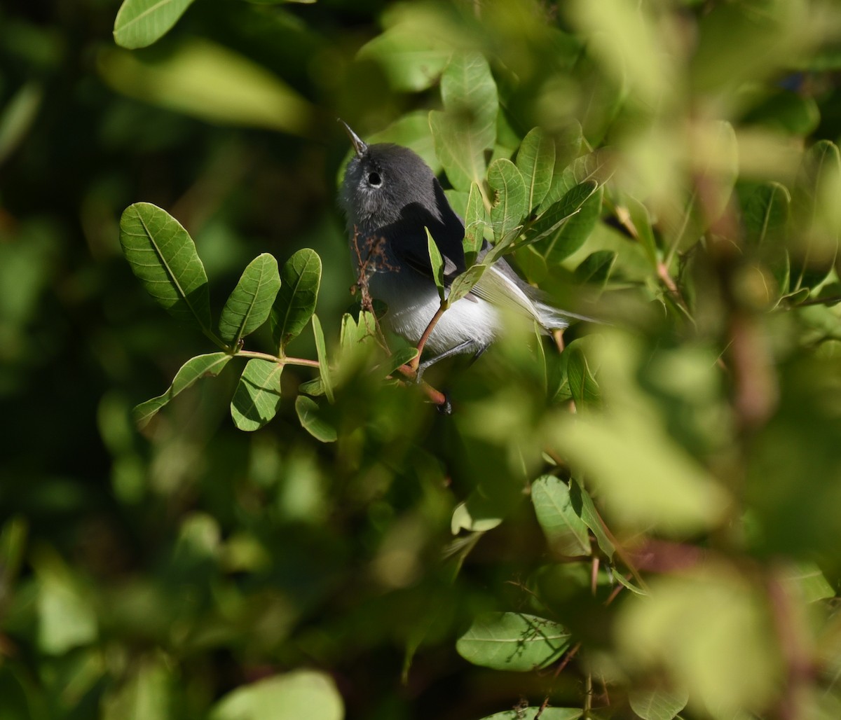 Blue-gray Gnatcatcher - ML647660848