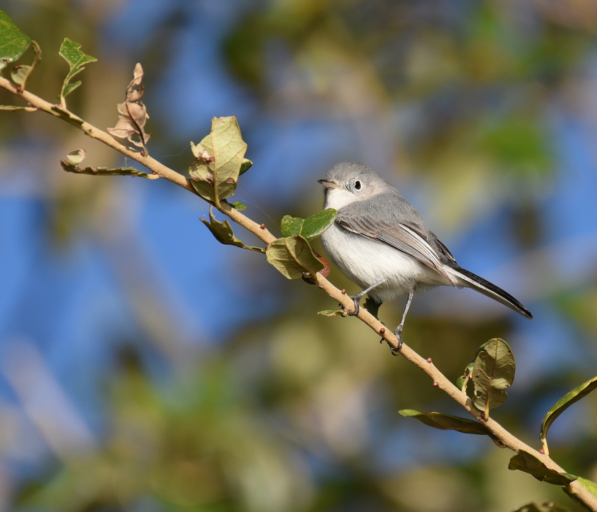 Blue-gray Gnatcatcher - ML647660849