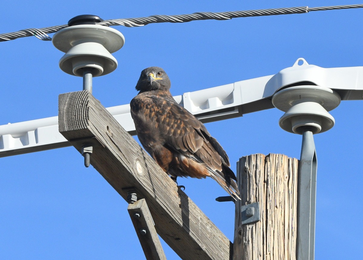 Ferruginous Hawk - ML647660857