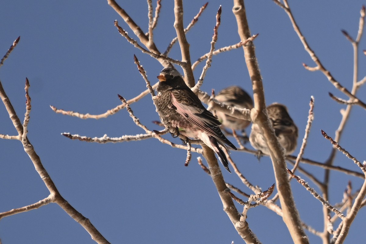 Black Rosy-Finch - ML647660863