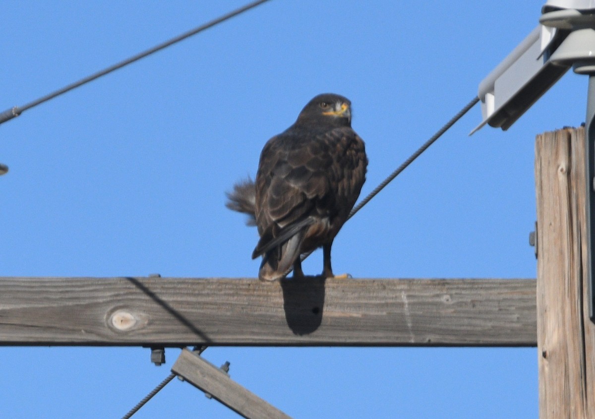 Ferruginous Hawk - ML647660871