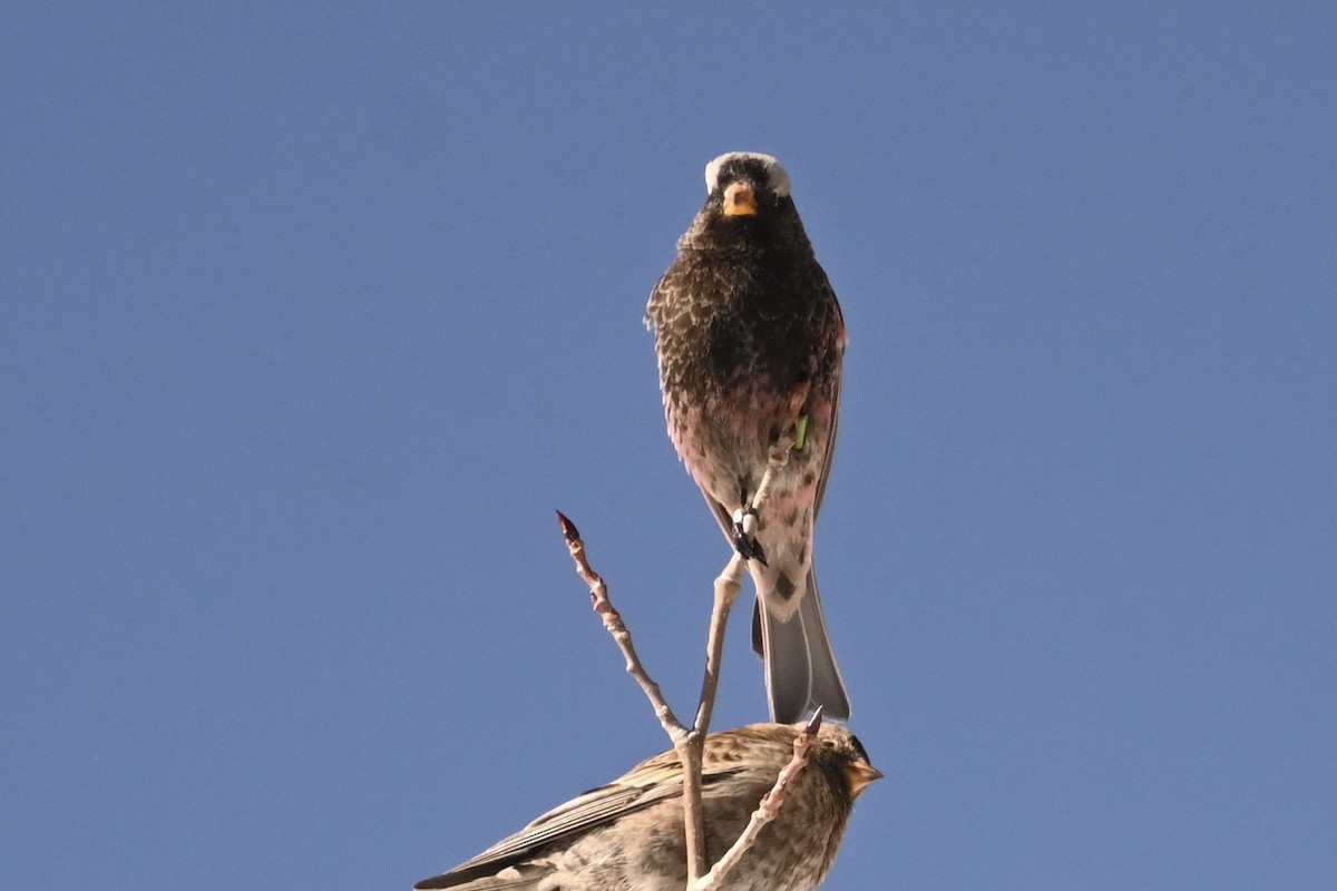 Black Rosy-Finch - ML647660879