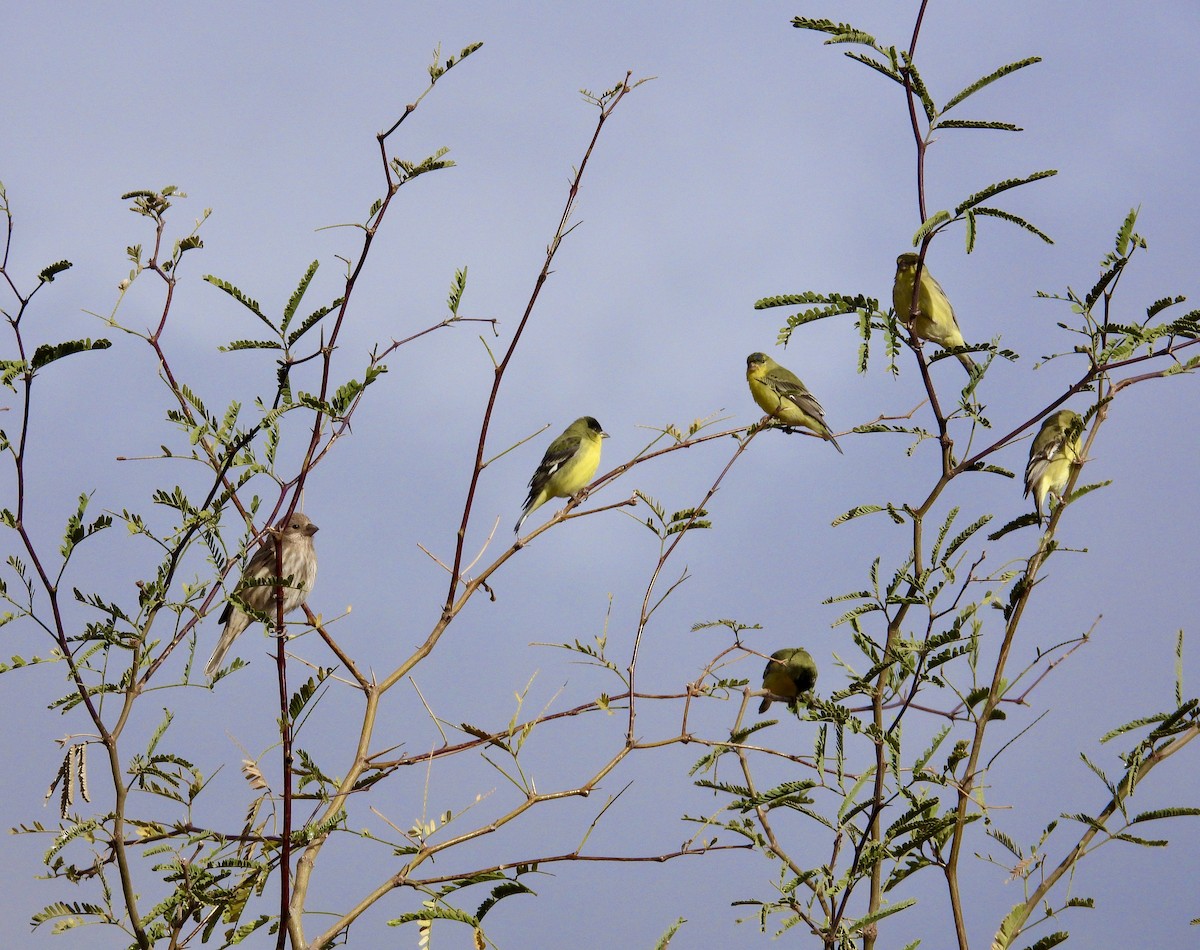Lesser Goldfinch - ML647660880