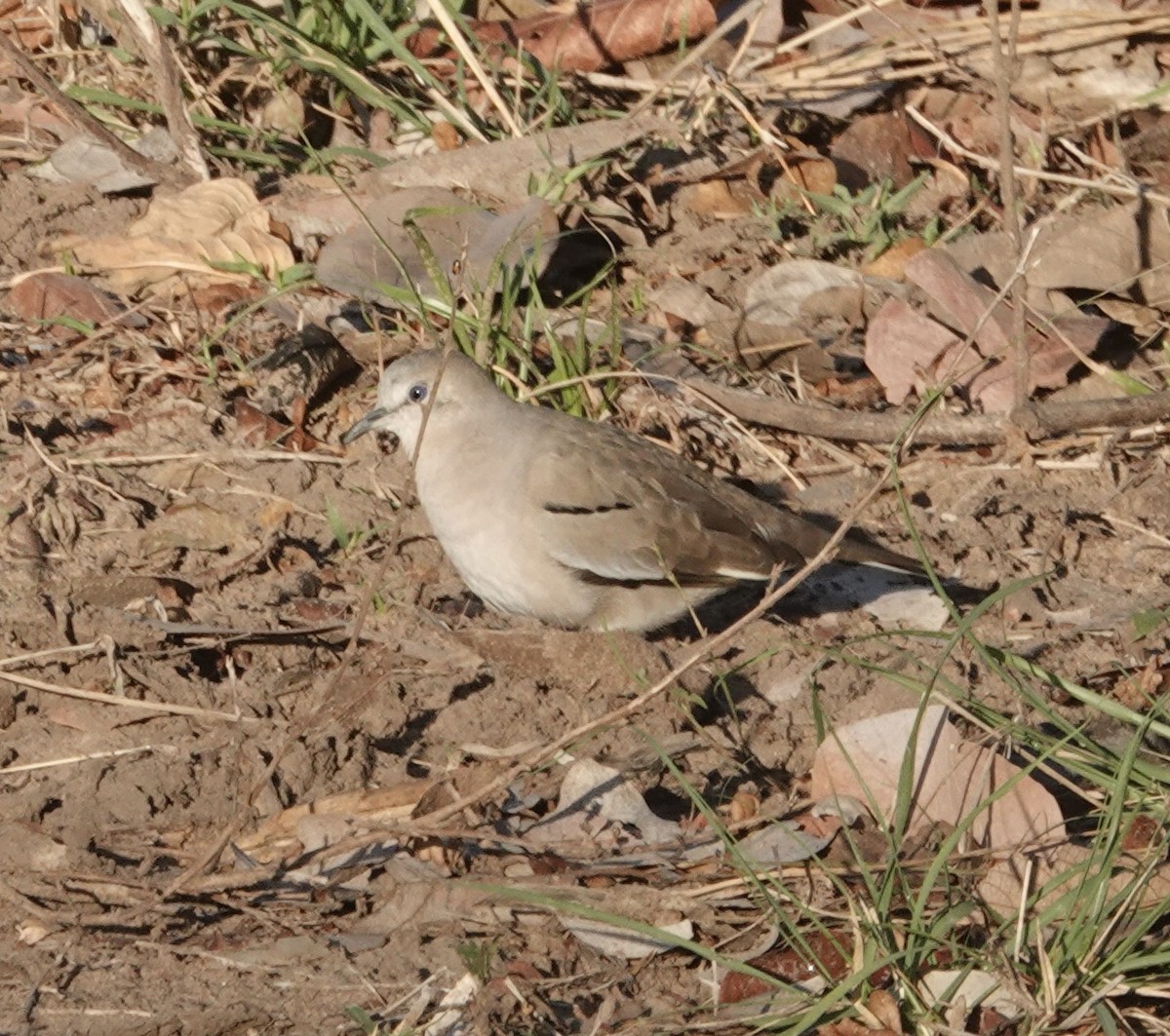 Picui Ground Dove - ML647660881