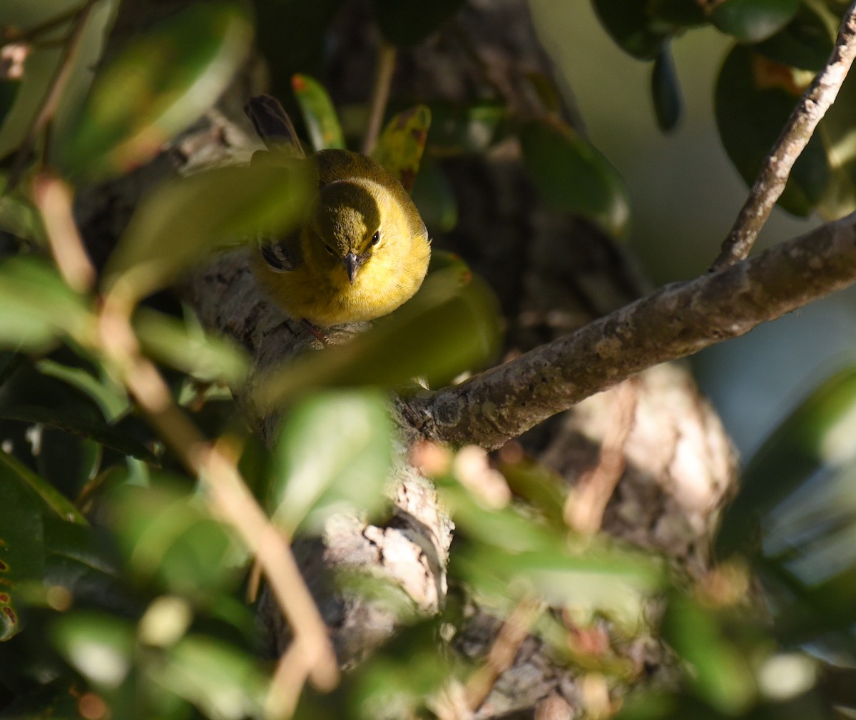 סבכון אורנים - ML647660898