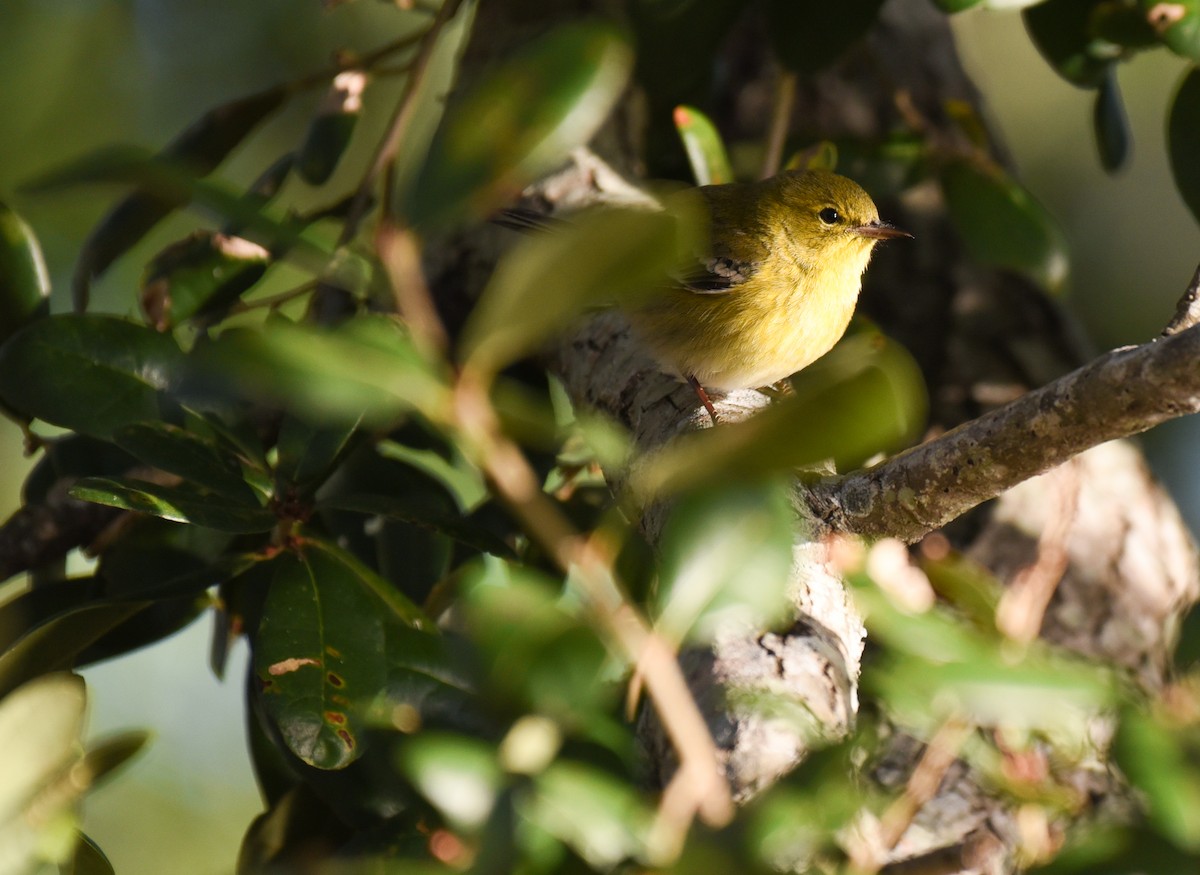 סבכון אורנים - ML647660900
