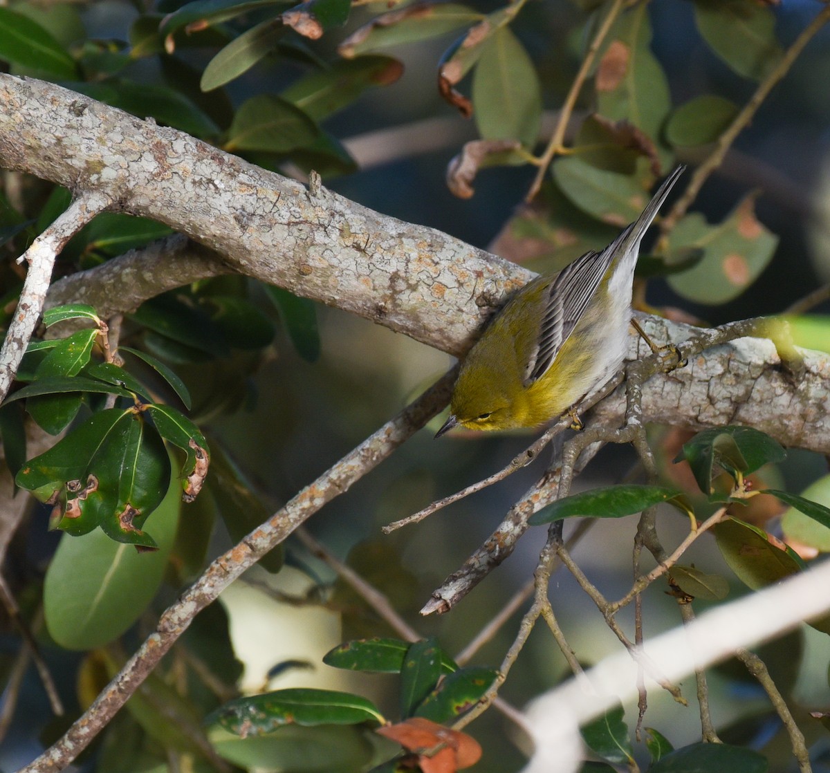 סבכון אורנים - ML647660901