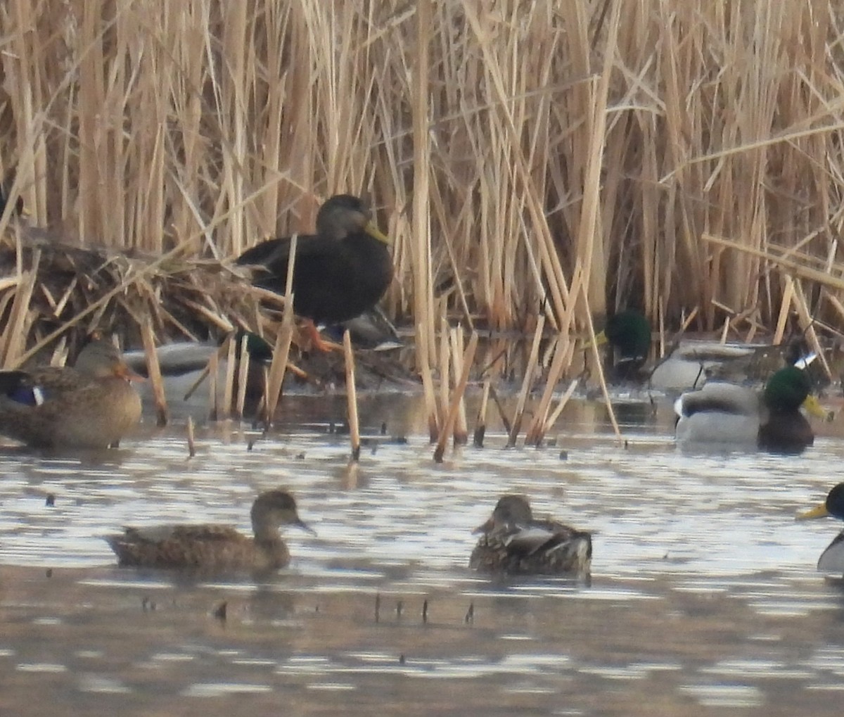 American Black Duck - ML647660922