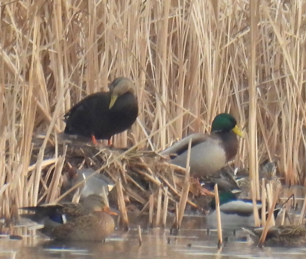 American Black Duck - ML647660923