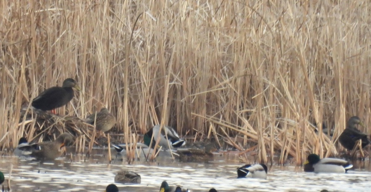 American Black Duck - ML647660924