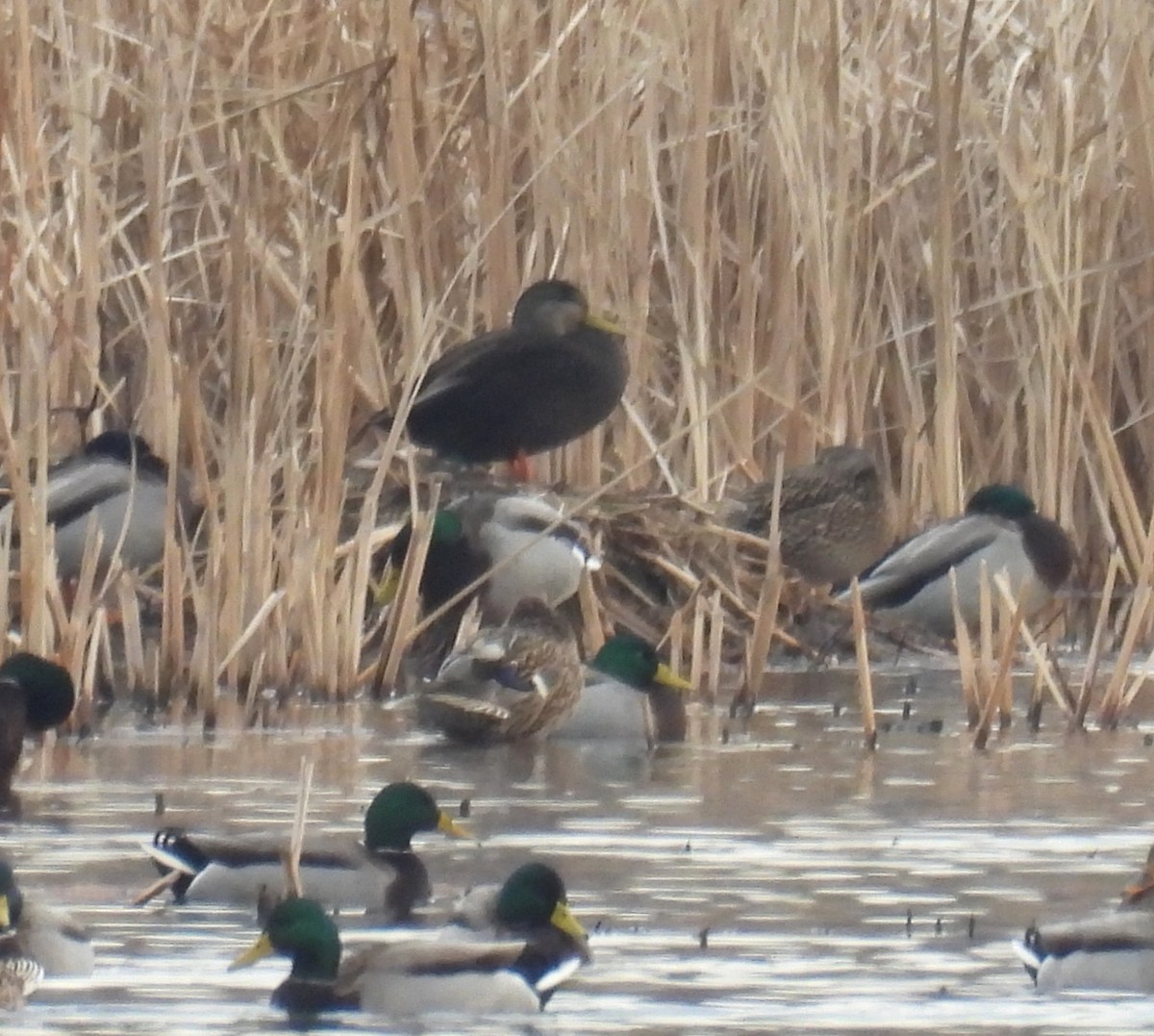 American Black Duck - ML647660925