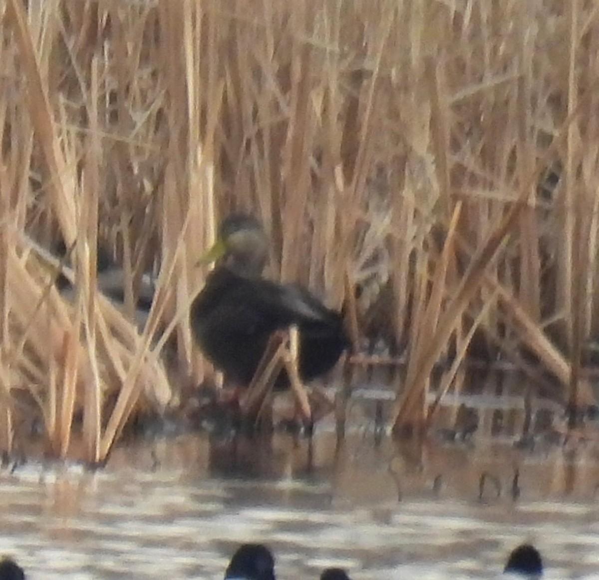 American Black Duck - ML647660926