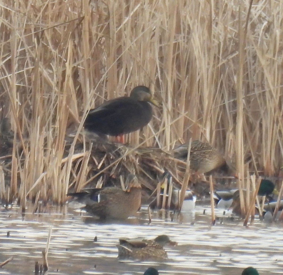 American Black Duck - ML647660927