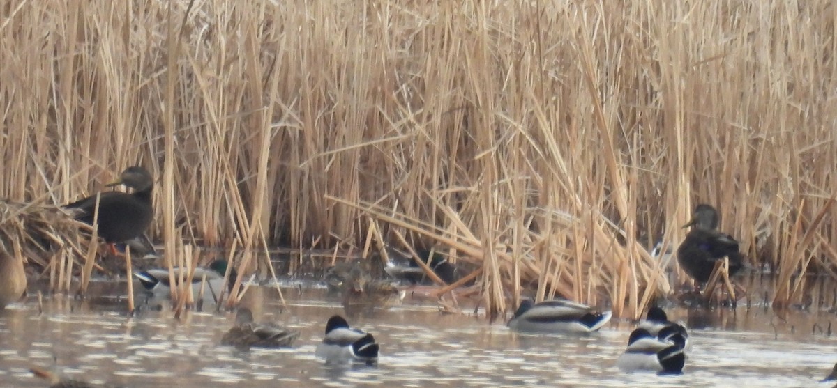 American Black Duck - ML647660928