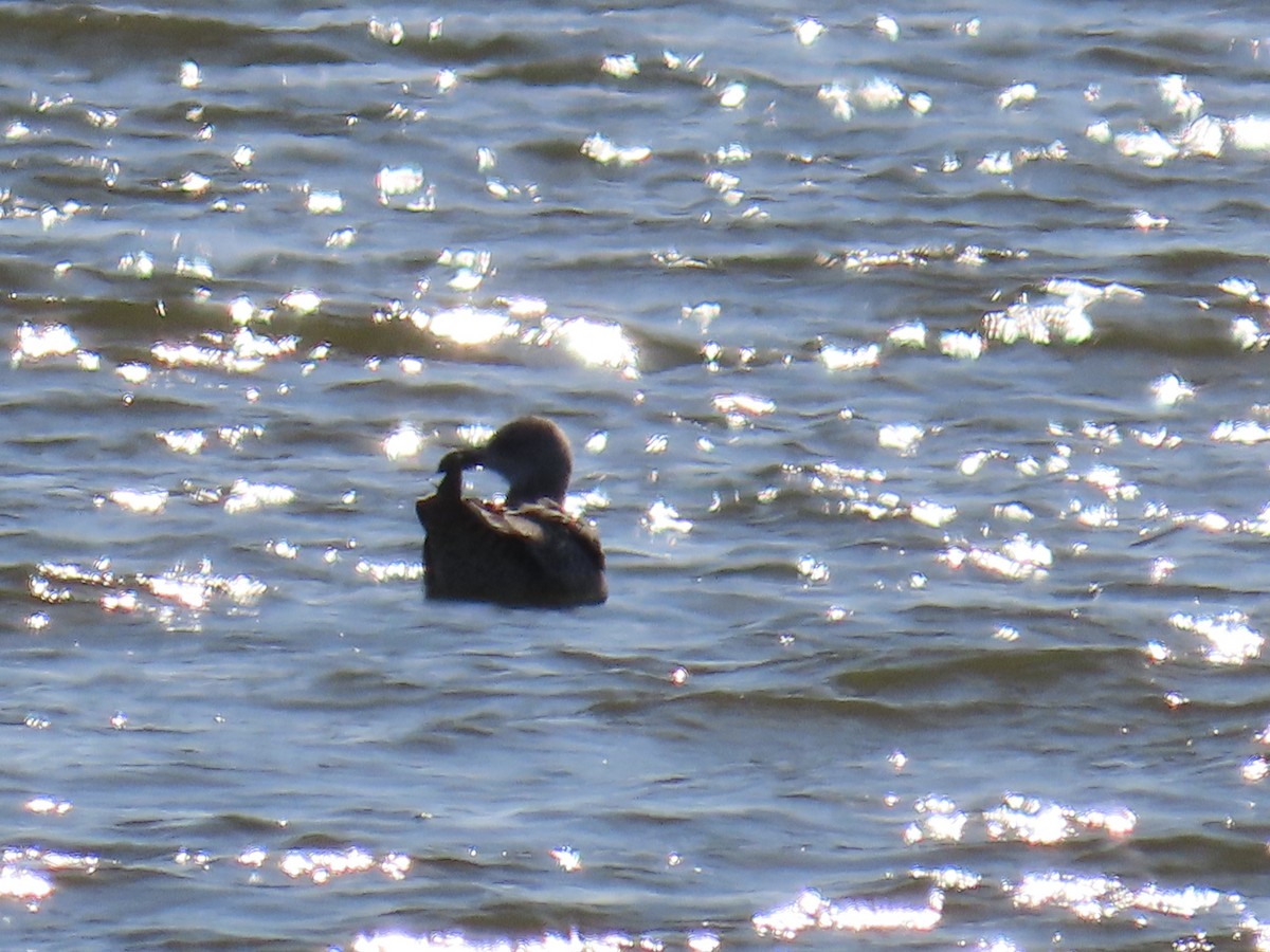 Kaio iluna - ML647660929