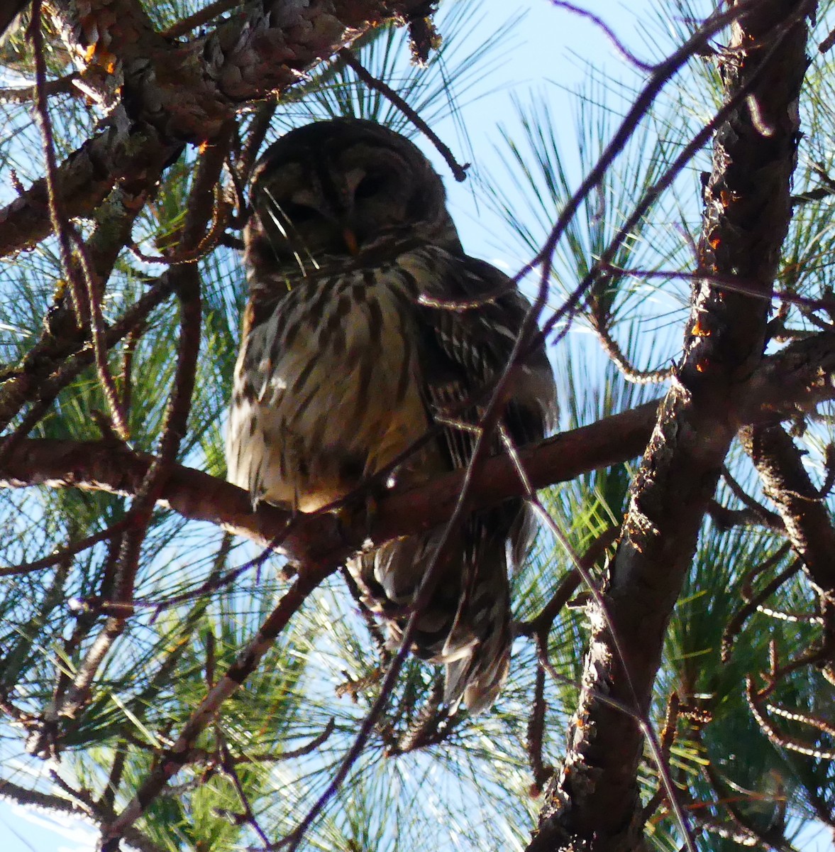 Barred Owl - ML647660940