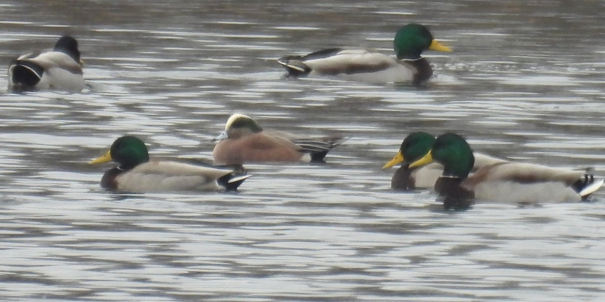 Canard d'Amérique - ML647660949