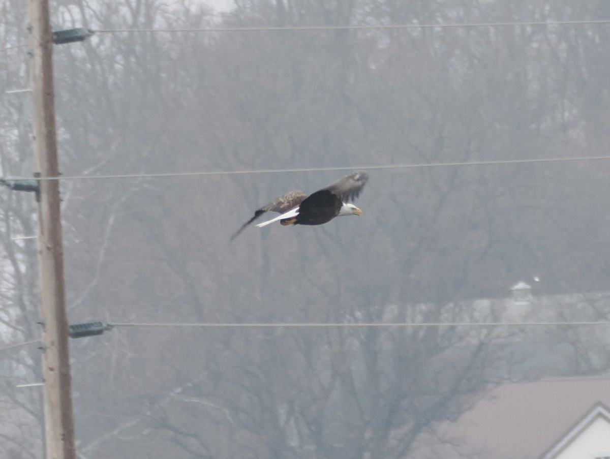 עיטם לבן-ראש - ML647660960