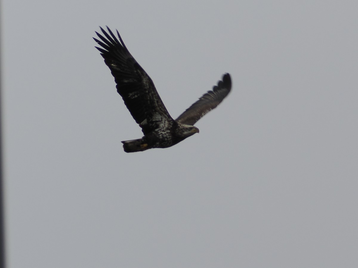 עיטם לבן-ראש - ML647660961