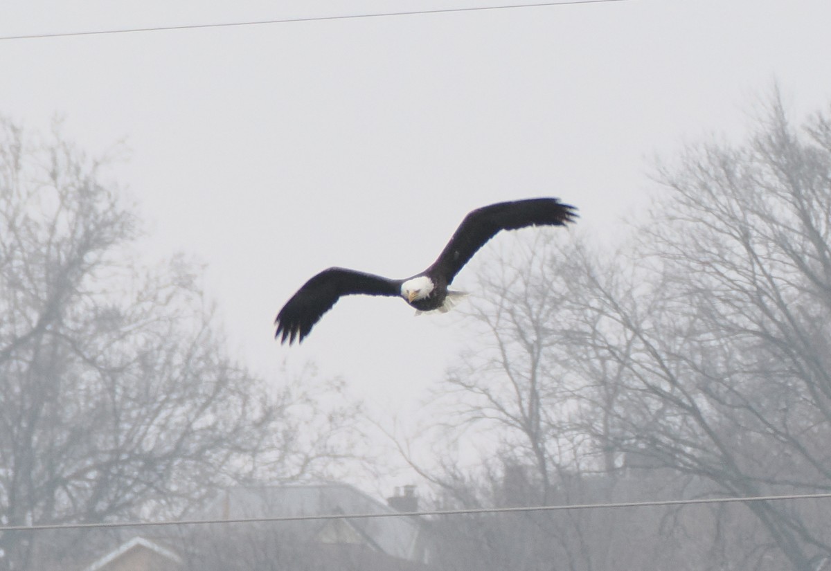 עיטם לבן-ראש - ML647660962