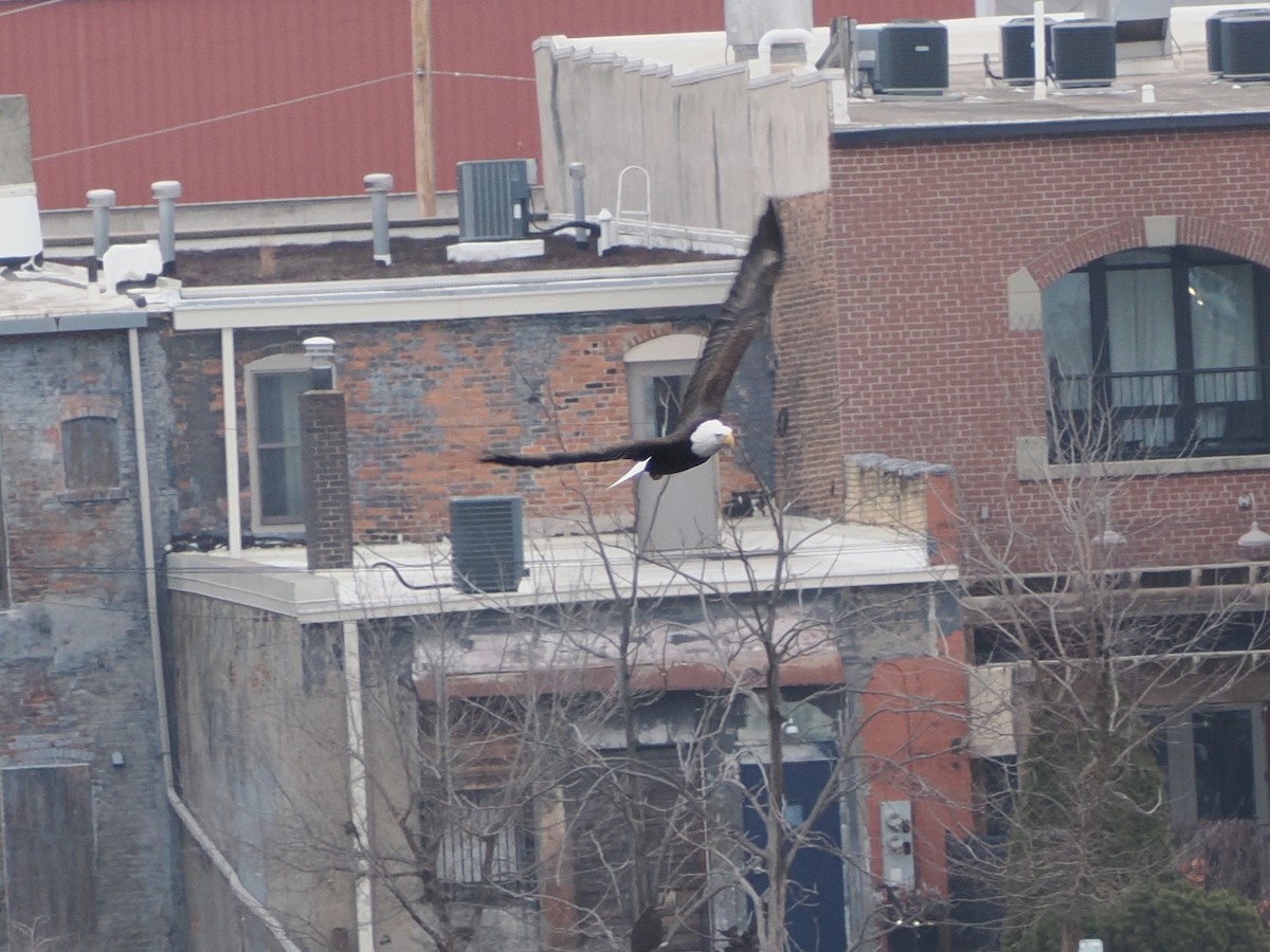 עיטם לבן-ראש - ML647660963