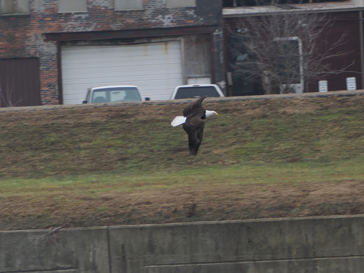 עיטם לבן-ראש - ML647660964