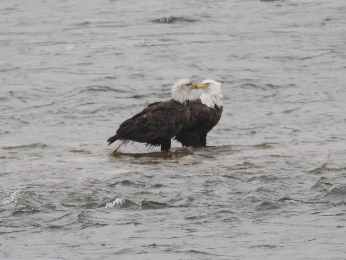 עיטם לבן-ראש - ML647660965