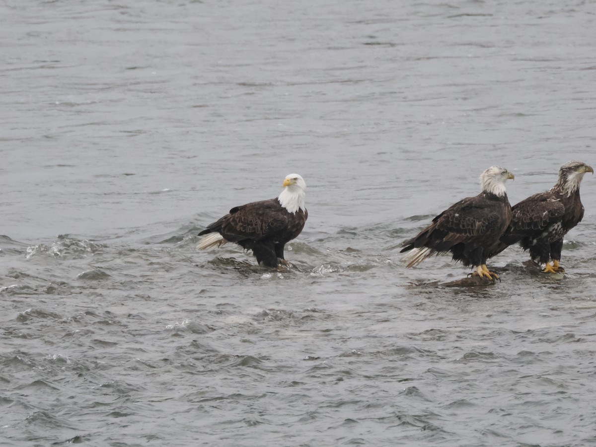 עיטם לבן-ראש - ML647660967