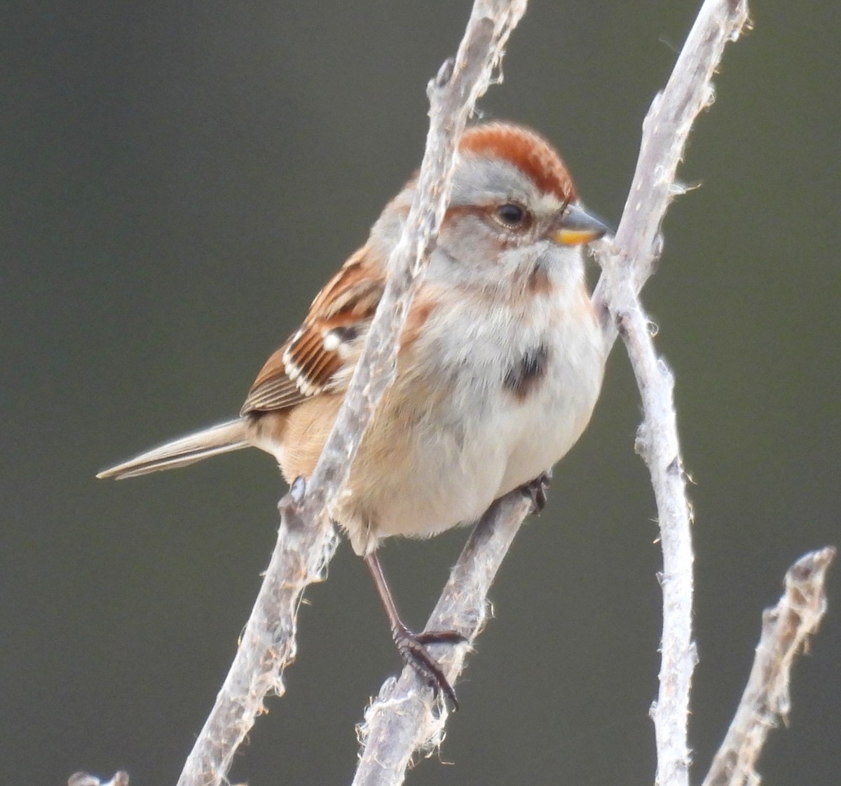 Пасовник північний - ML647660975