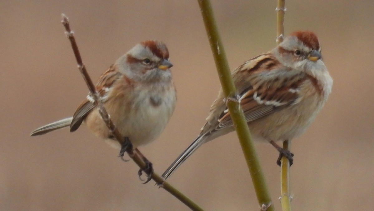 Пасовник північний - ML647660976