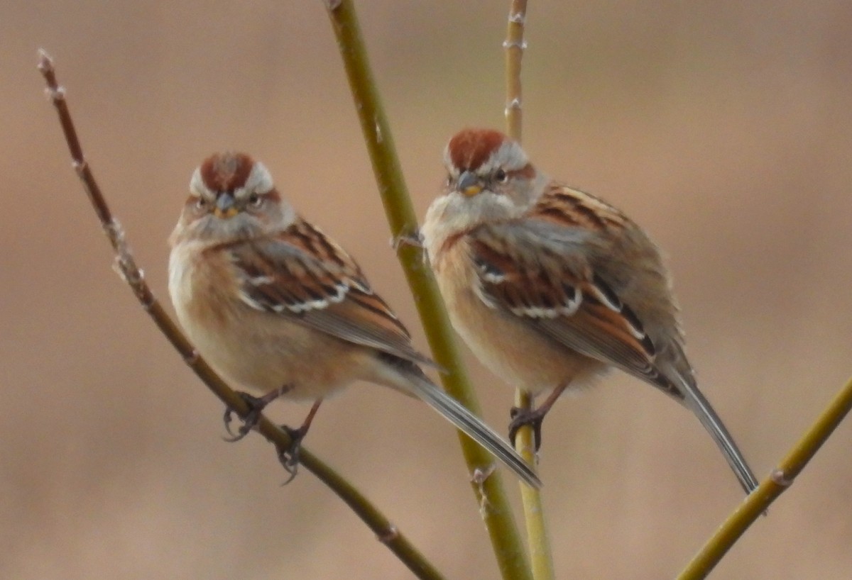 Пасовник північний - ML647660977