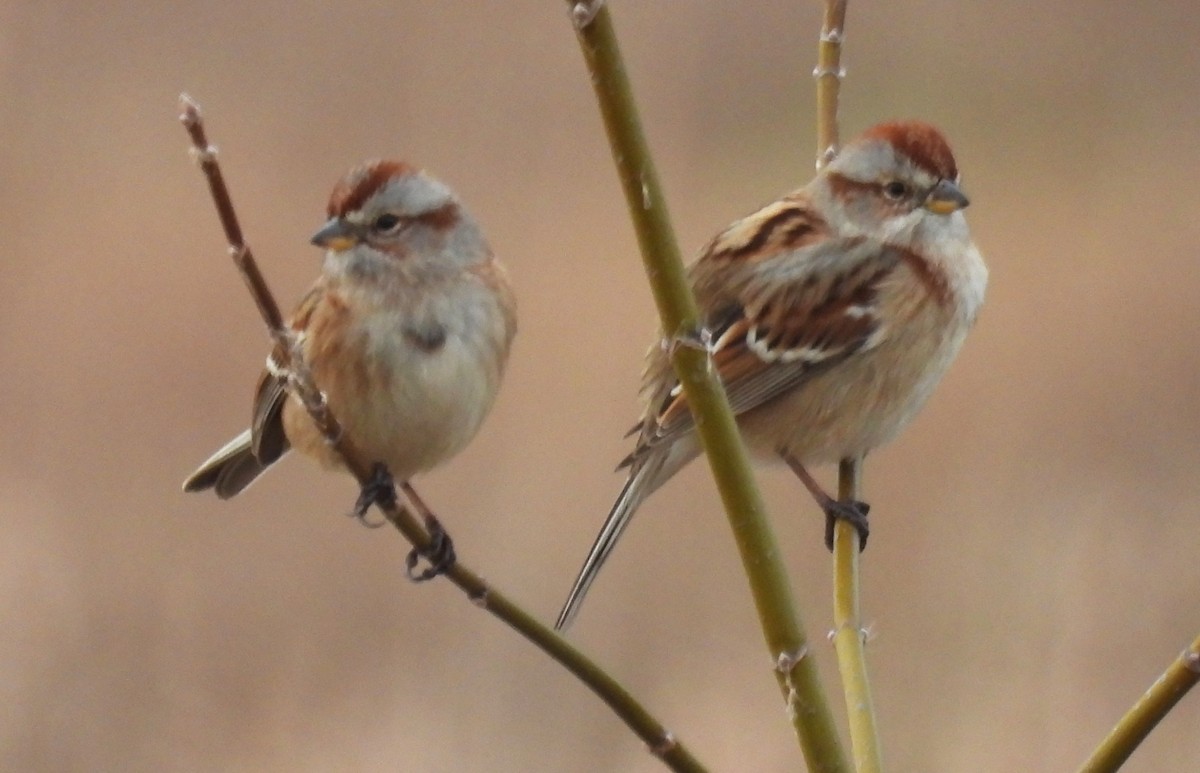 Пасовник північний - ML647660978