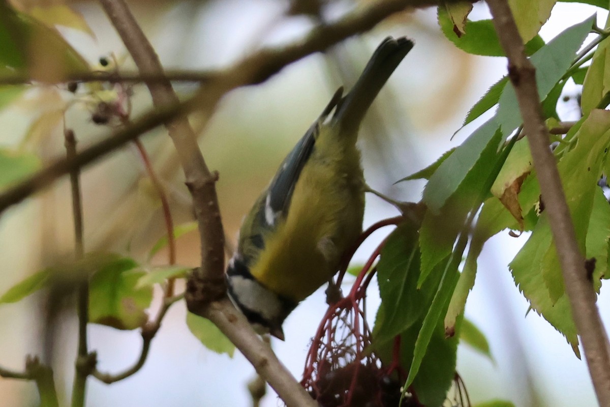 Eurasian Blue Tit - ML647660980