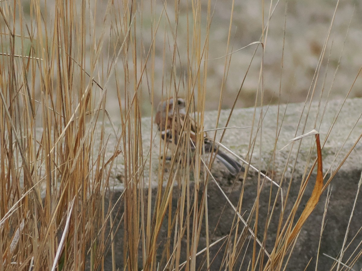 Пасовник північний - ML647660983