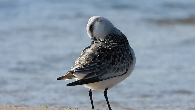 Ak Kumkuşu - ML647660991