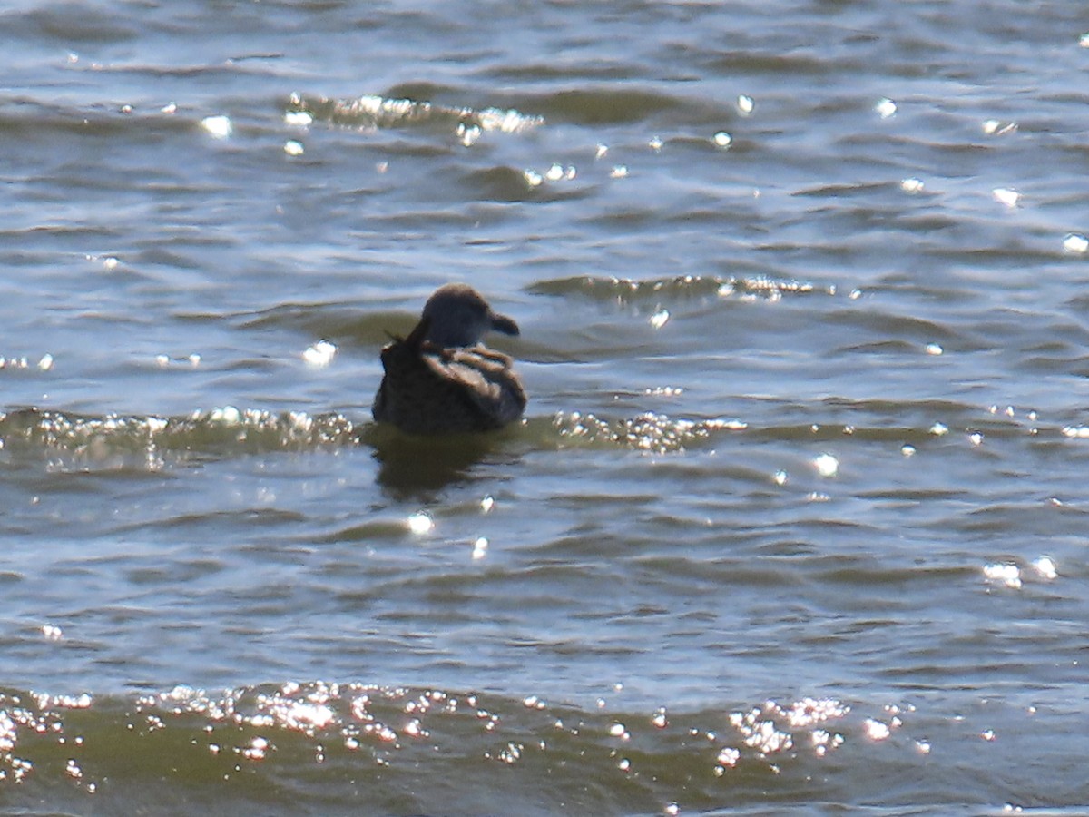 Kaio iluna - ML647661038